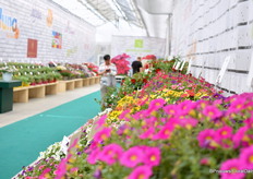 Lazzeri's stand op Royal Van Zanten.